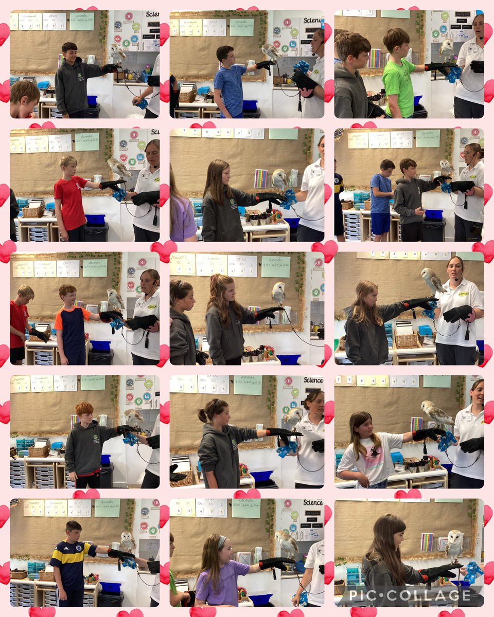 Acresfield1's tweet image. Owls, rabbits, guinea pigs, chinchillas, tree frogs, geckos, a snake and ferrets have all visited the Jaguars. @AnimalsTakeOver