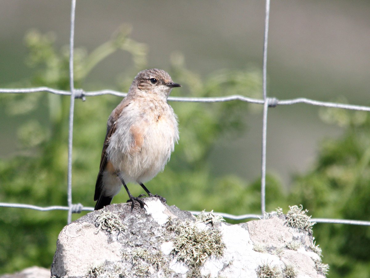 The wonderful wheatear, perched on a rock at <a href="/RSPBRamsey/">RSPB Ramsey Island</a> ! It was so lovely watching all the juveniles hop about 🥰 #birdphotography #wildlifephotography #pembrokeshire <a href="/Natures_Voice/">RSPB</a> <a href="/RSPBEngland/">RSPB England</a> <a href="/_BTO/">BTO</a>
