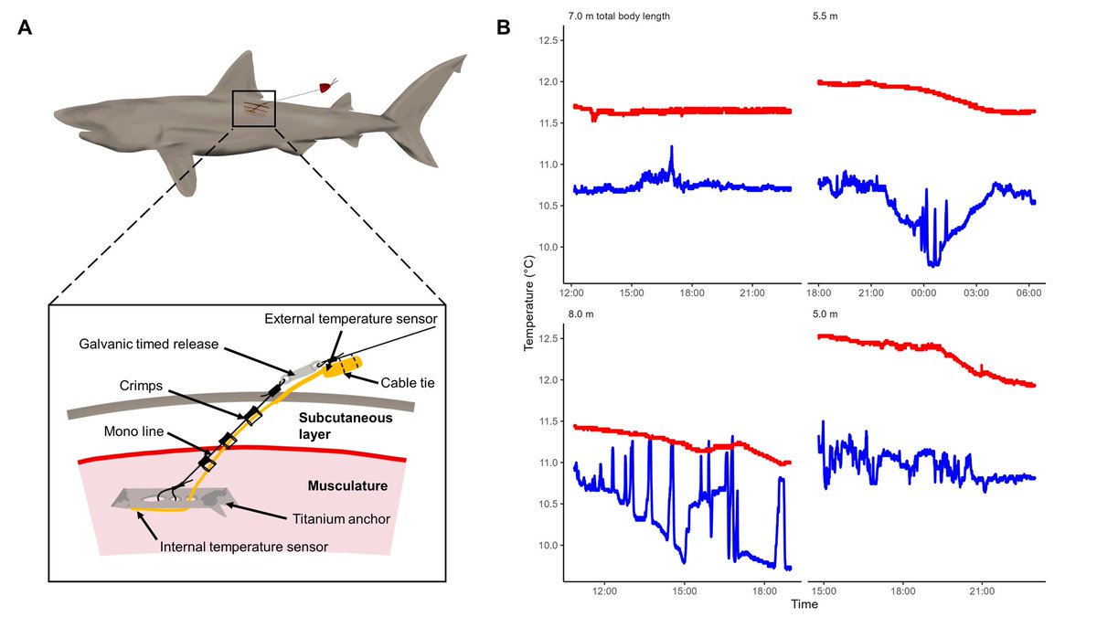 We combined anatomical exploration of stranded specimens and biologging; results very similar to data for lamnid sharks like whites and makos. Suggests RE more common in lamniformes than we thought, and helps explain basking 🦈 migrations. Future responses to ocean warming??? 2/3