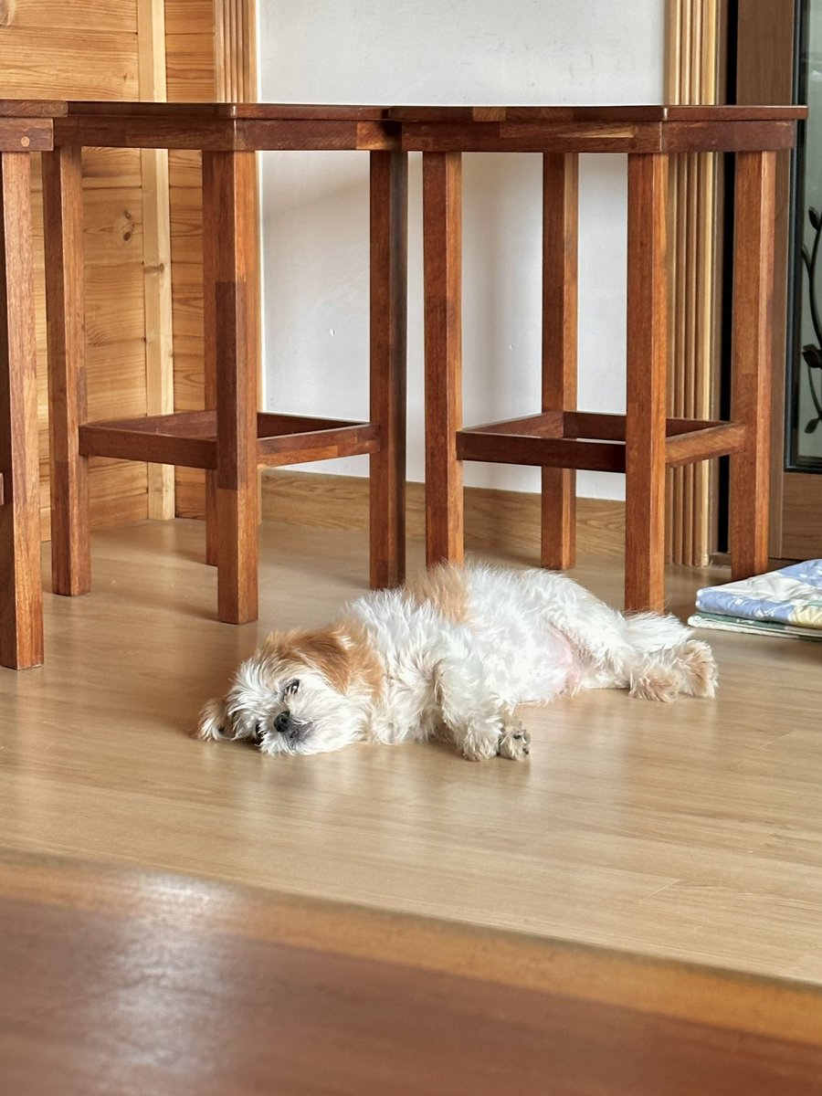 inninninnin's tweet photo. 시골강아지 https://t.co/ONg1yqySV0