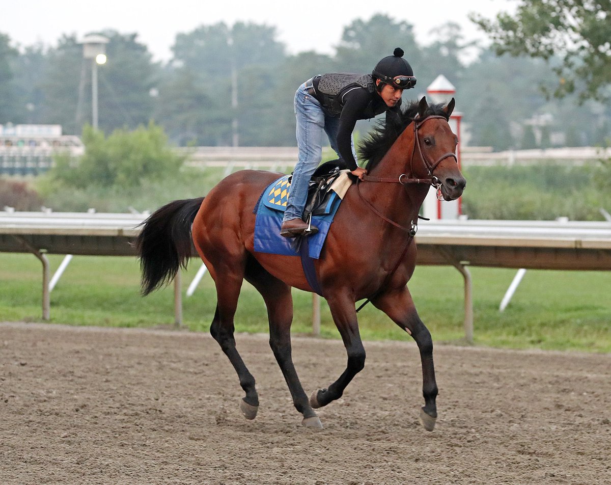 Br_Klitzke's tweet photo. Arabian Knight, a Great Stallion’s coming… #outcross to Mr. P! A young mom on SECRETARIAT x DR. FAGER #inbreeding #equinegenetics @ZedanRacing https://t.co/y5kPFGewuA