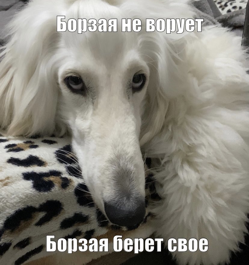 Хаю-хай! На связи Аксель, и сегодня мы поговорим об особой фирменной черте афганских борзых. Думаете, о шикарной шерсти или изысканных манерах? Да нифига. Речь пойдет о виртуозном воровстве.