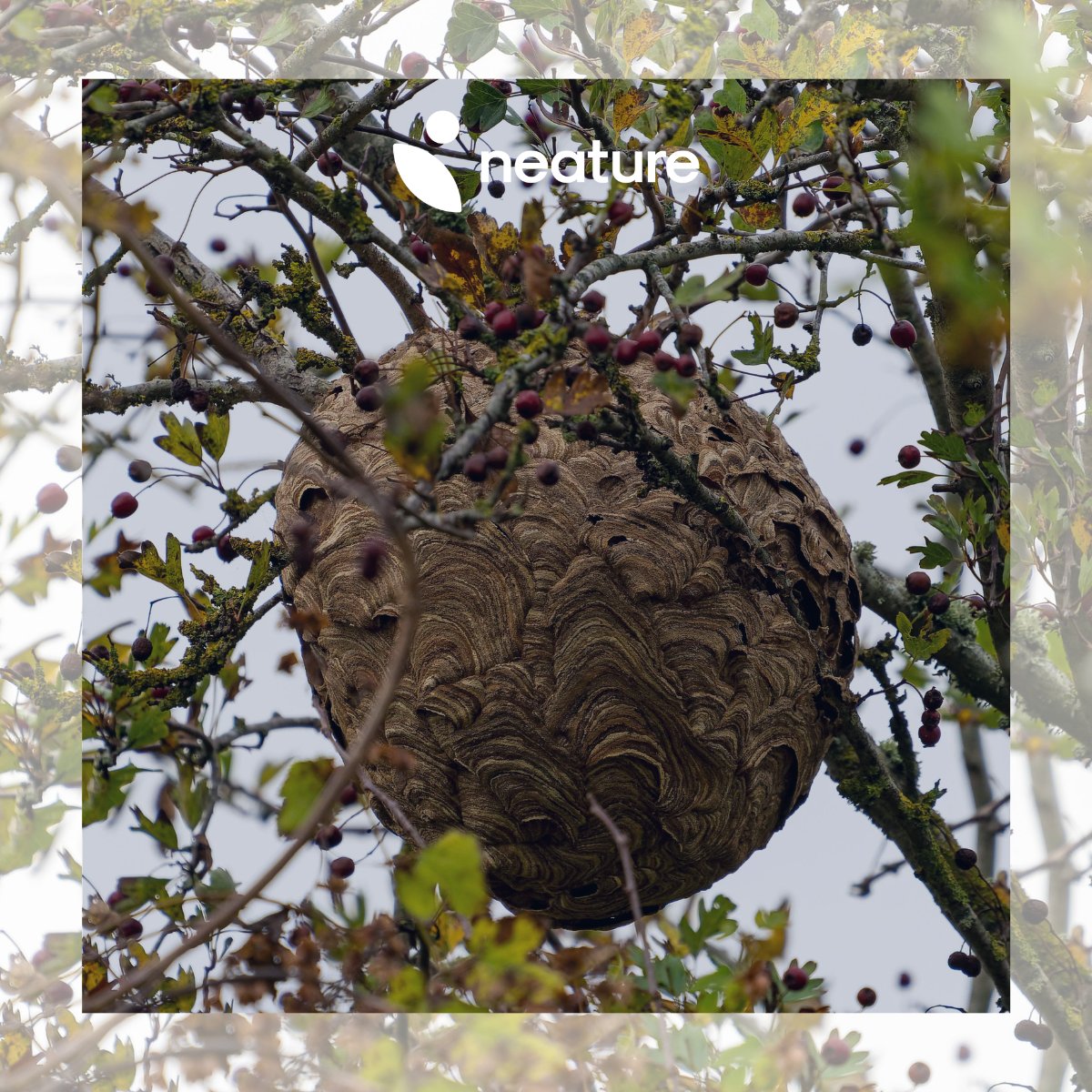 NeatureHQ's tweet photo. 🚩 En cette période, soyez vigilants, un nid de frelons ou de guêpes peut être présent chez vous. Ils peuvent se trouver dans un arbre, dans un cabanon, sous un carport ou encore dans un garage.

N'hésitez pas à contactez un professionnel qui saura résoudre le problème ! 📞 https://t.co/t3v5SHGF4D