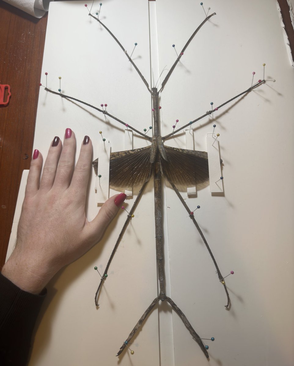 lost_in_botany's tweet photo. The biggest insect I have pinned 😅 A few weeks ago my #Ctenomorpha gargantua stopped eating and passed away and so been waiting to pin her! She truely is one massive #insect!!! #phasmids #entomology https://t.co/jZ8V3AUHza