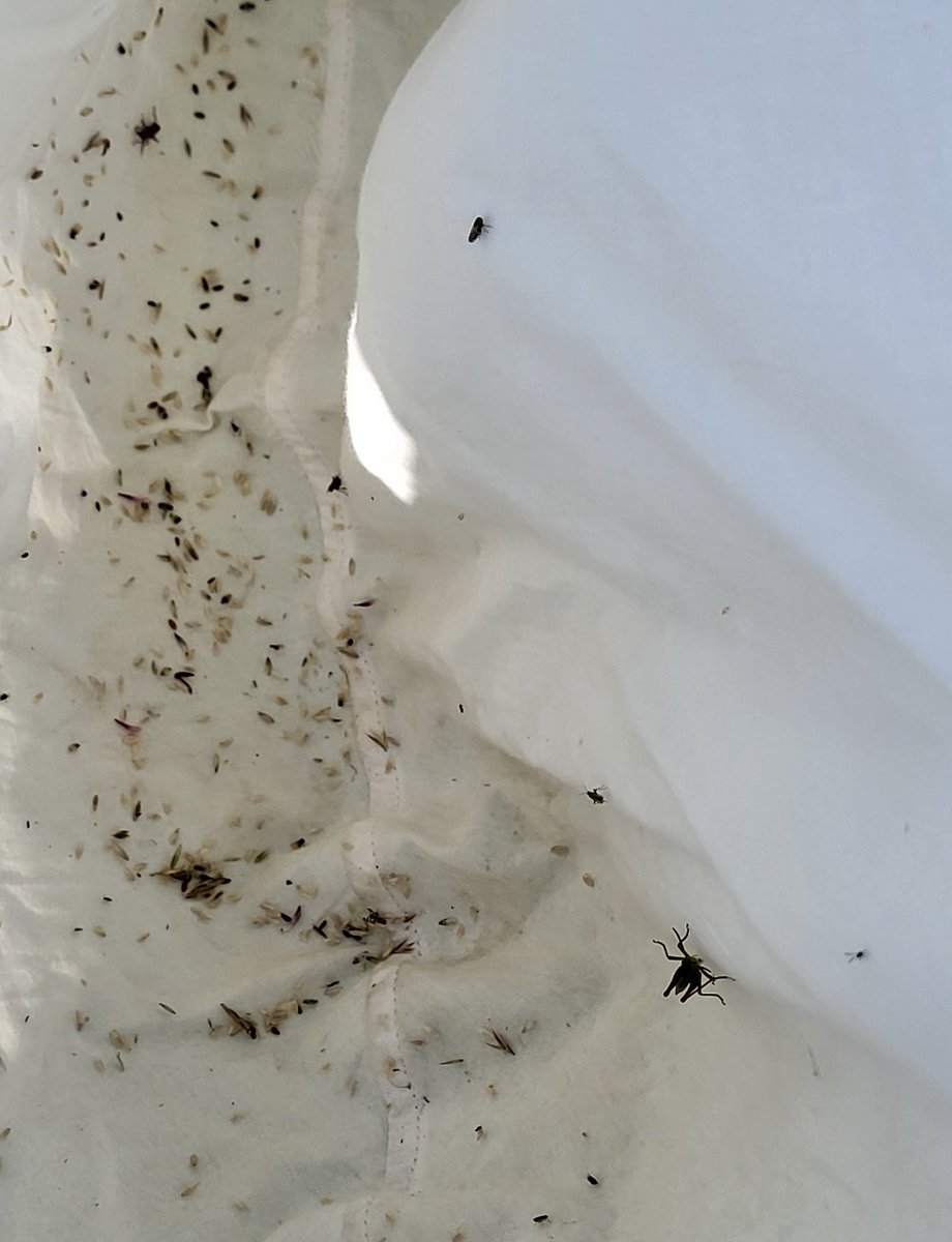 TheEPCollege's tweet photo. Year 8 collecting bugs at Thurstaston! #ExperienceWeek #BeMore https://t.co/yHBtNQb3N1