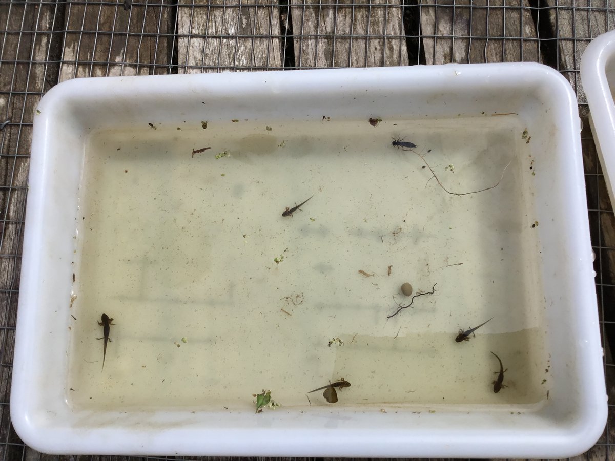 StPhilipsY6C's tweet photo. We have found Newts and Dragonfly larvae in the pond, meet Bob, Gerald, Joe, Speckle and Loaf! #teamstphilips #StPhilipCEAPS https://t.co/R0uhihpkns