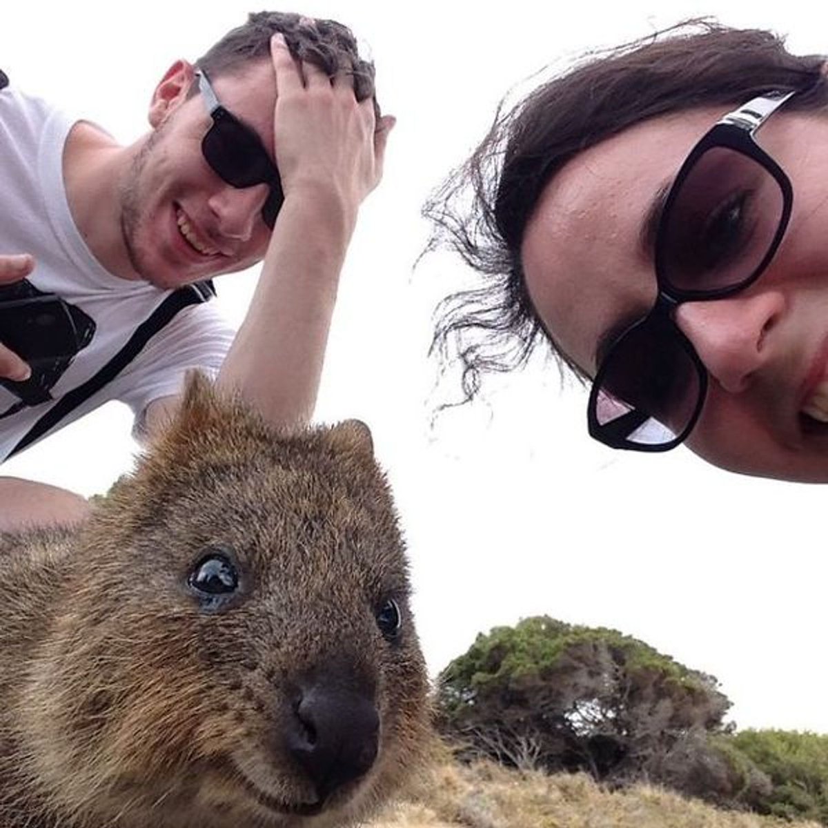 Quokka Every Hour (@quokkaeveryhour) on Twitter photo 