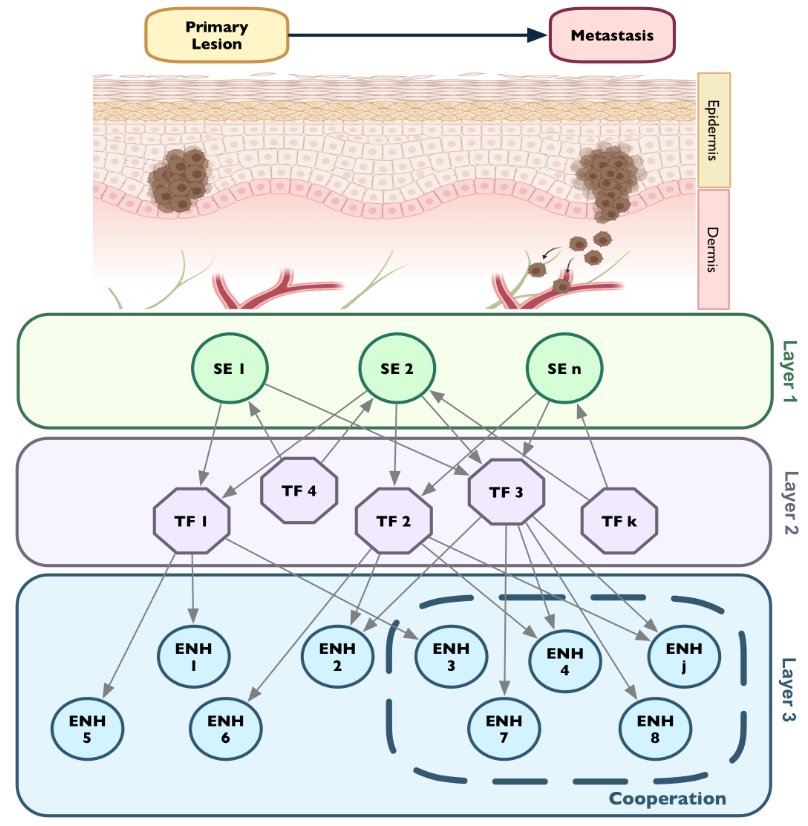 Check our last work on <a href="/MolOncology/">Molecular Oncology</a> !We mapped the network of the regulatory elements associated with #melanoma metastatic progression. Well done @VeroManicardi and collaborators! doi.org/10.1002/1878-0…
<a href="/Ausl_RE/">AUSL IRCCS Reggio Emilia</a> #tRes_Lab #canceresearch #metastasis #enhancers