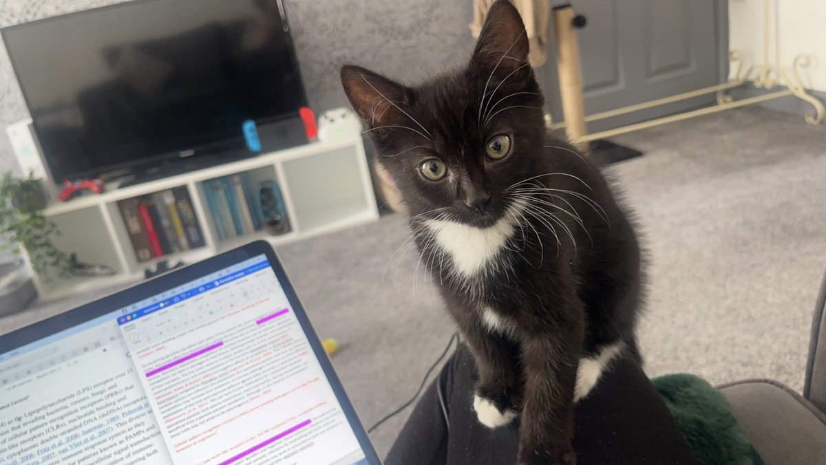 deathshvnd's tweet photo. my lil assistant🥹 https://t.co/ImtnNzzTte