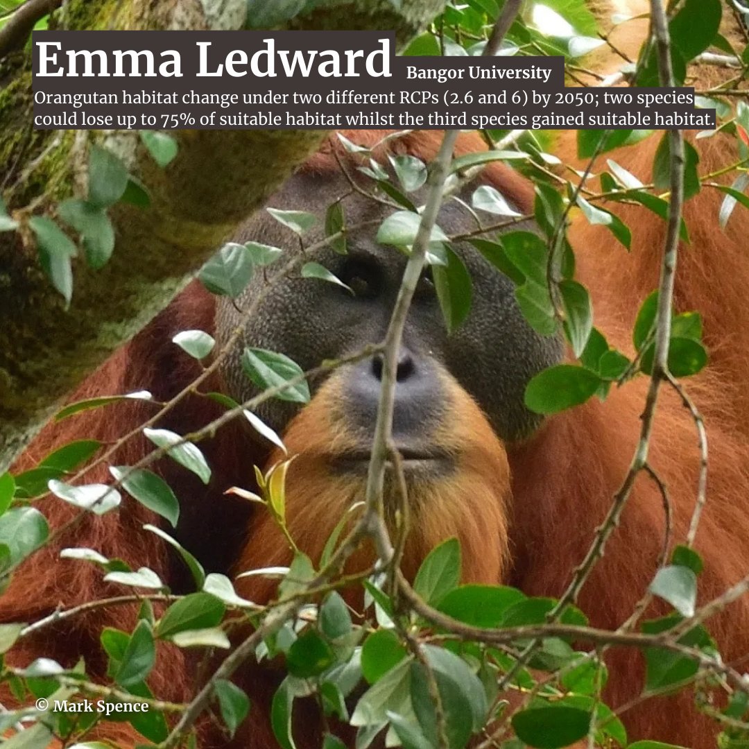 Congrats in order to the 2 recipients of our undergraduate primatology recognition awards - Yolanda Quian &amp; Emma Ledward 👏 Well done to both! 
psgb.org/pages/psgb-pos…
