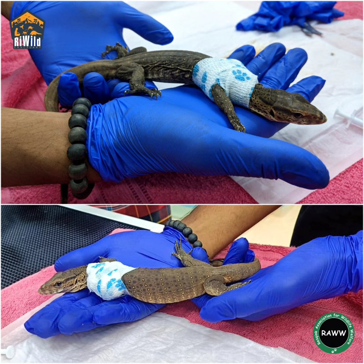 #Thane Baby monitor lizard pelted with stones, loses limb

In a shocking incident, a juvenile monitor lizard was rescued by our team member @Amansin33118522 from Thane's #WagleEstate after it was found injured by locals. (1/n)

@ranjeetnature