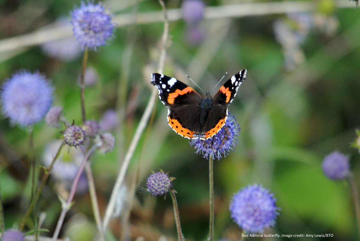 One species of butterfly that is widespread in the southern half of the UK at the moment is the Red Admiral. If you survey a @BBS_birds square, you can do extra visits to your square to survey butterflies as part of @WCBSLive. More information here: bto.org/our-science/pr…