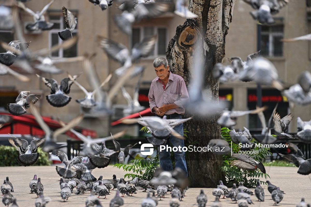 PhotoStockaz's tweet photo. Bakıda çöl göyərçinlərinin himayədarı - Süleyman Əliyev
📷 Ətraflı: https://t.co/NJLSb8d6JR
#süleymanəliyev #göyərçin #quşbaz #quş #qanad #peşə #quşbazlıq #park #qışparkı #skamya #reportaj #portret #yem #semiçka #çölgöyərçini #sevgi #heyvan #maştağa #qəsəbə #sakin #bakı https://t.co/vQ8WBFP8LE