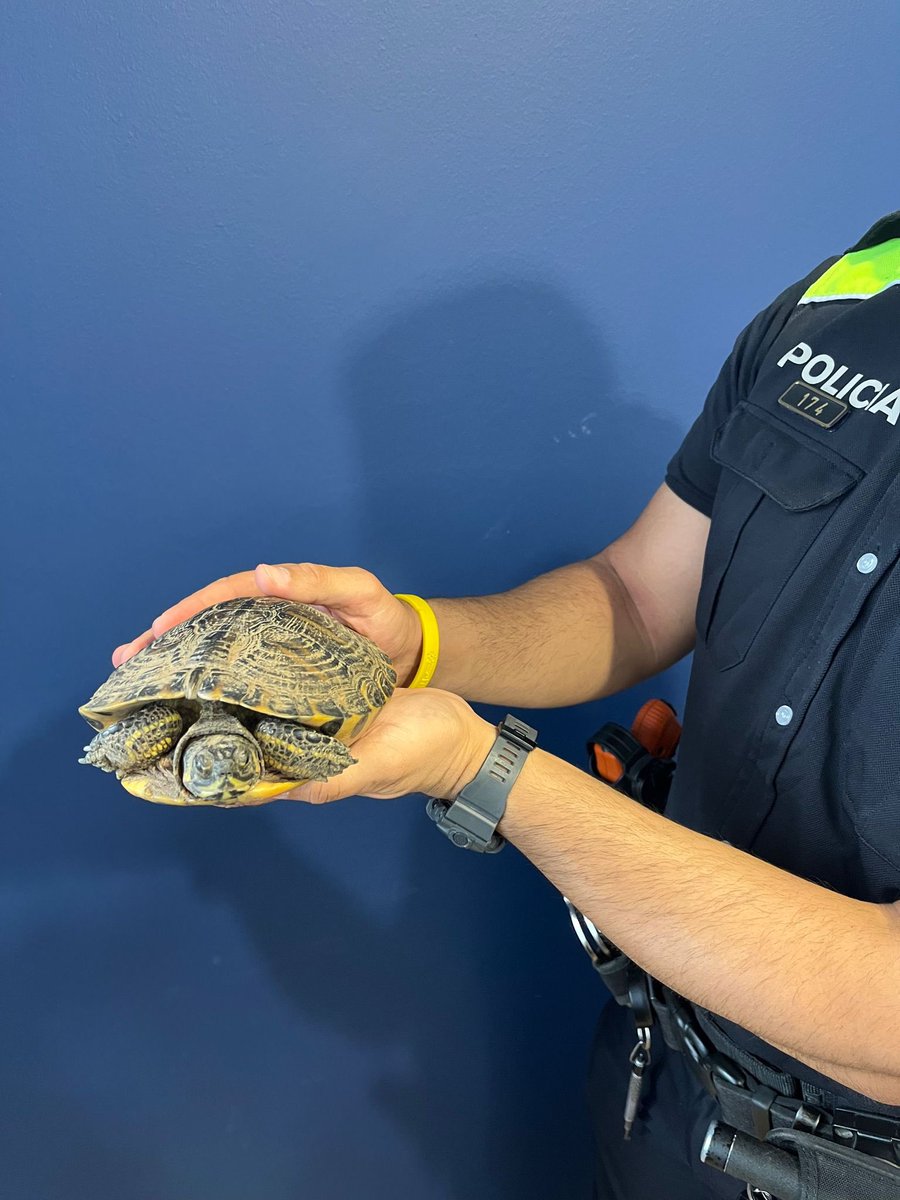 Aj_Tiana's tweet photo. Hem trobat aquesta tortuga a la zona de can Gosch.
La tenim a comissaria.
Si saps de qui és, truca’ns.
☎️ 93 395 15 15. https://t.co/hc9i8fST3i
