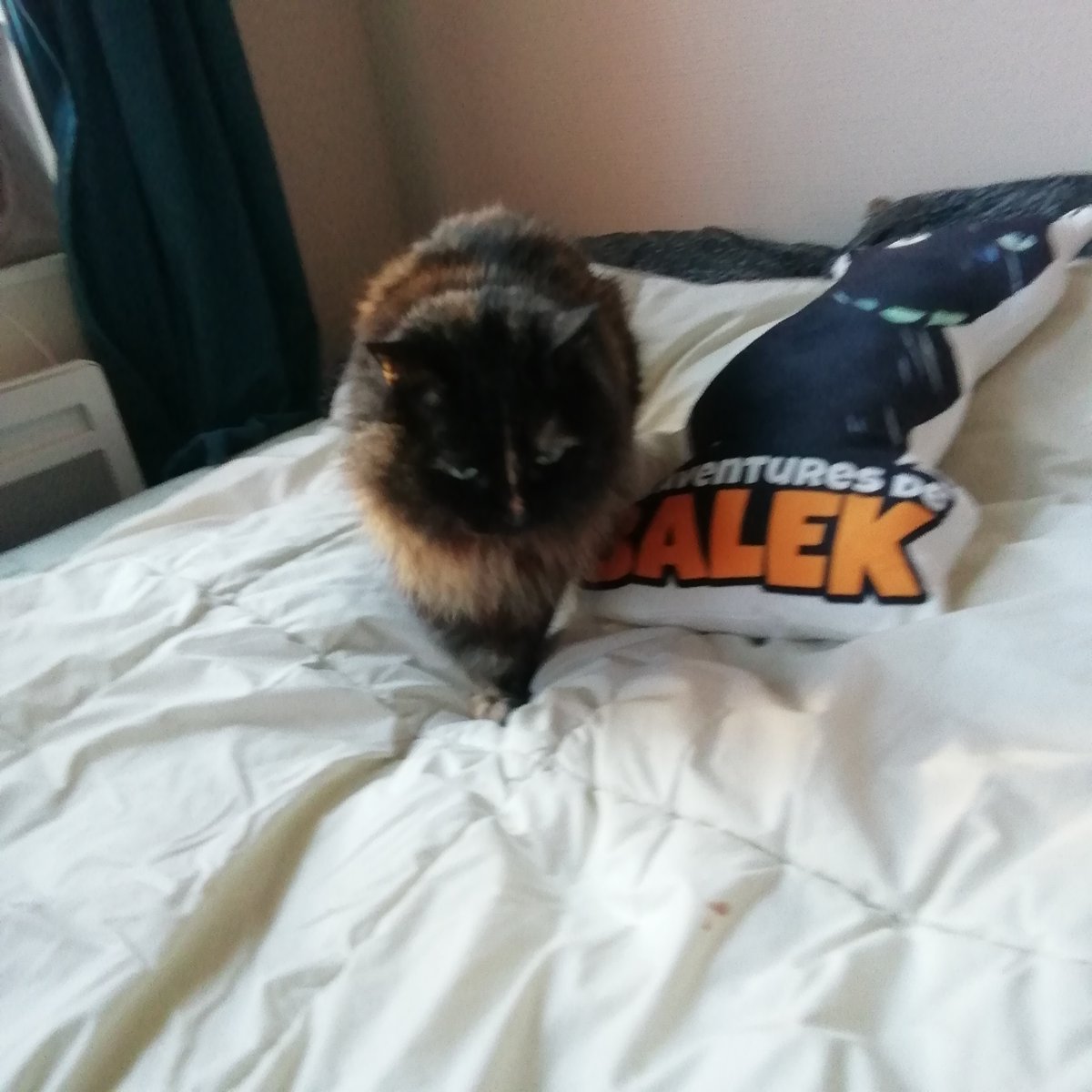croafunding's tweet photo. C'est tellement surréaliste et incroyable: je viens de vendre mon 150 iéme exemplaire de Balek !!! Ma deuxième meilleure vente tout confondu se situe aux alentours de 60 exemplaires, c'est vous dire !
Balek président !
#topvente #ventelibrairie #topbd #top10 #chat #croafunding https://t.co/PnOGFccvX4