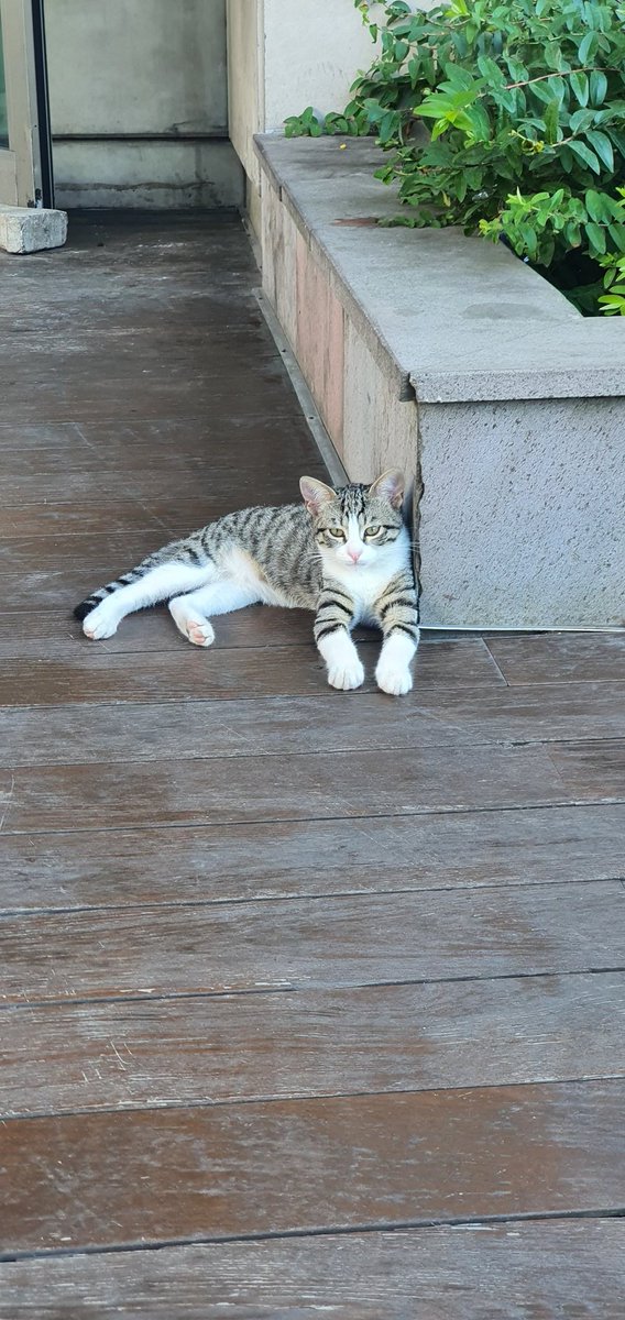 Bir İngiliz Atasözü der ki; 

'Bir kedinin gözünde her şey kediye aittir.'

Keşke insanların çoğu bu konuda kediler gibi düşünmese😉

#kedi
#hayvanlarıkoruyalım