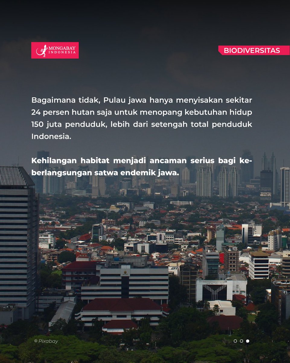 Barangkali jangan tanyakan nasib populasi satwa yang namanya diberi embel-embel jawa. Semua nyaris punah: macan tutul jawa, badak jawa, owa jawa, surili jawa, lutung jawa, ataupun elang jawa. Keberlanjutan nafas mereka bergantung pada kesediaan hutan Jawa yang kopong.