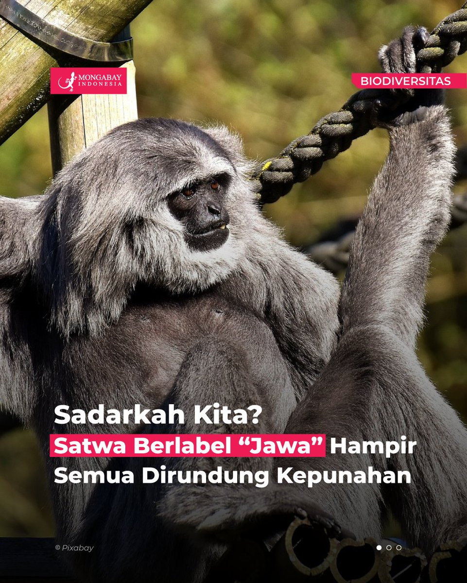 MongabayID's tweet photo. Barangkali jangan tanyakan nasib populasi satwa yang namanya diberi embel-embel jawa. Semua nyaris punah: macan tutul jawa, badak jawa, owa jawa, surili jawa, lutung jawa, ataupun elang jawa. Keberlanjutan nafas mereka bergantung pada kesediaan hutan Jawa yang kopong. https://t.co/78Cjpgh1tH