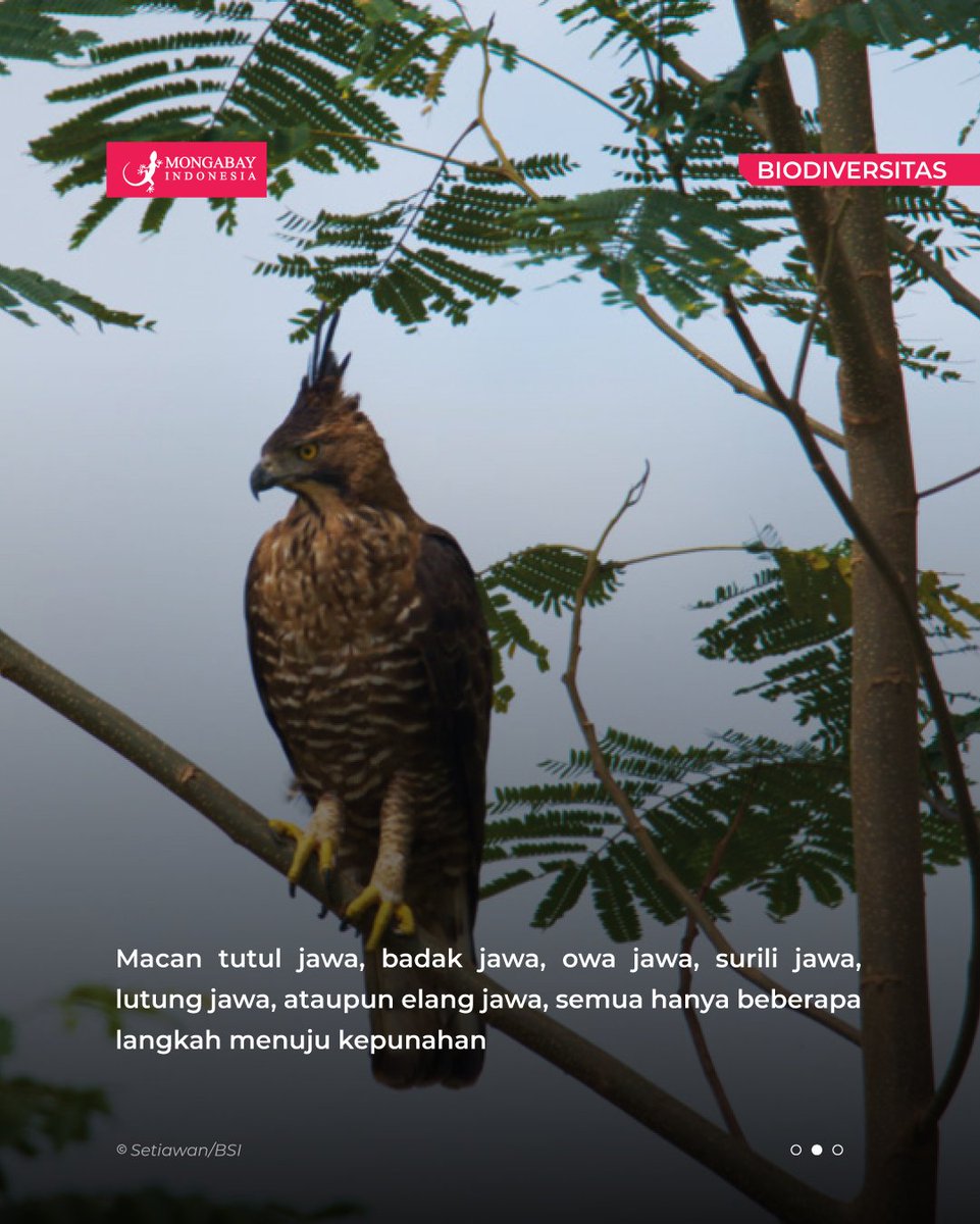 MongabayID's tweet photo. Barangkali jangan tanyakan nasib populasi satwa yang namanya diberi embel-embel jawa. Semua nyaris punah: macan tutul jawa, badak jawa, owa jawa, surili jawa, lutung jawa, ataupun elang jawa. Keberlanjutan nafas mereka bergantung pada kesediaan hutan Jawa yang kopong. https://t.co/78Cjpgh1tH