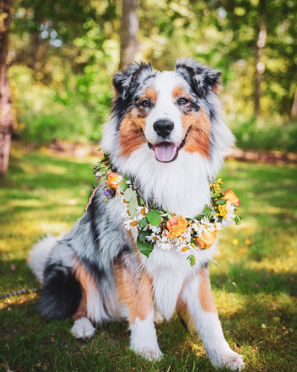 Summer scents like beautiful roses in bloom are one of our Fur Friends @life.of.bruce.the.aussie favorites! What is your favorite smells of summer?

#EvolvePets #ChooseEvolve #SummerScents