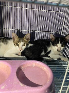 CatsterClub's tweet photo. 🏠หาบ้านให้น้องแมว🏠
พิกัดสายไหมวัชรพล 
ติดต่อชื่อไท 0952098483

ใครสนใจรับดูแลติดต่อหาเจ้าของได้เลยนะคะ หรือ ช่วยกันรีกระจายข่าวก็ได้ค่า มาช่วยกันหาบ้านอันอบอุ่นให้น้องกันนะคะ https://t.co/r0BVsgN0rQ