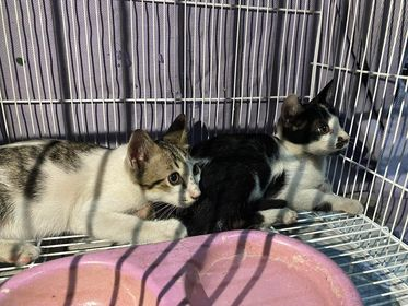 CatsterClub's tweet photo. 🏠หาบ้านให้น้องแมว🏠
พิกัดสายไหมวัชรพล 
ติดต่อชื่อไท 0952098483

ใครสนใจรับดูแลติดต่อหาเจ้าของได้เลยนะคะ หรือ ช่วยกันรีกระจายข่าวก็ได้ค่า มาช่วยกันหาบ้านอันอบอุ่นให้น้องกันนะคะ https://t.co/r0BVsgN0rQ