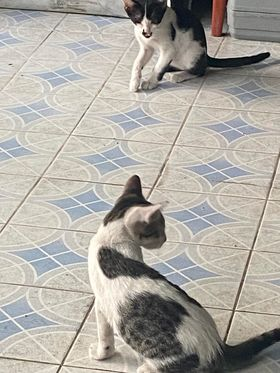 CatsterClub's tweet photo. 🏠หาบ้านให้น้องแมว🏠
พิกัดสายไหมวัชรพล 
ติดต่อชื่อไท 0952098483

ใครสนใจรับดูแลติดต่อหาเจ้าของได้เลยนะคะ หรือ ช่วยกันรีกระจายข่าวก็ได้ค่า มาช่วยกันหาบ้านอันอบอุ่นให้น้องกันนะคะ https://t.co/r0BVsgN0rQ
