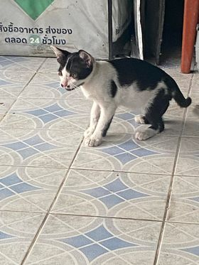 CatsterClub's tweet photo. 🏠หาบ้านให้น้องแมว🏠
พิกัดสายไหมวัชรพล 
ติดต่อชื่อไท 0952098483

ใครสนใจรับดูแลติดต่อหาเจ้าของได้เลยนะคะ หรือ ช่วยกันรีกระจายข่าวก็ได้ค่า มาช่วยกันหาบ้านอันอบอุ่นให้น้องกันนะคะ https://t.co/r0BVsgN0rQ