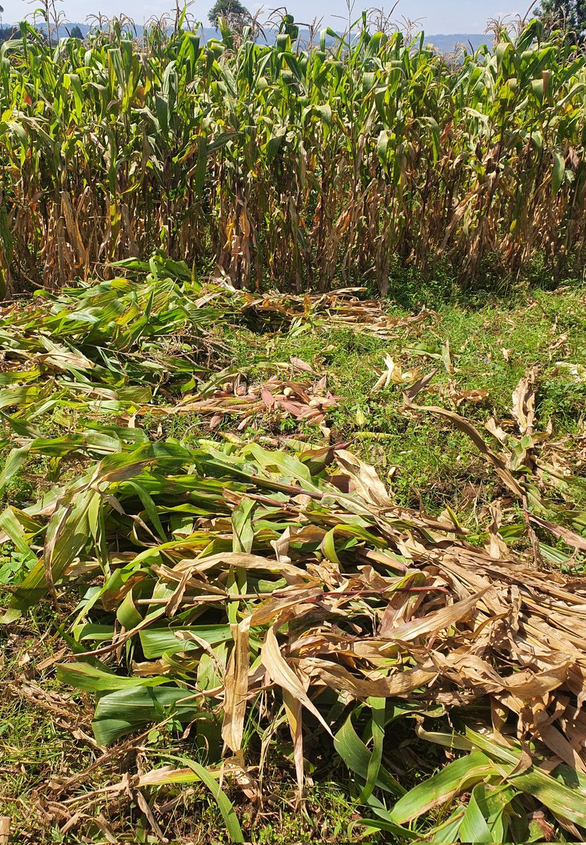 jacksotwister's tweet photo. On today's installment of #Ushamba
We harvest maize
On the cards today
#MaizeOfBurnt
#BoiledMaize
#Githeri
#OnlyLegendsUnderstand https://t.co/9p76k1WiHg