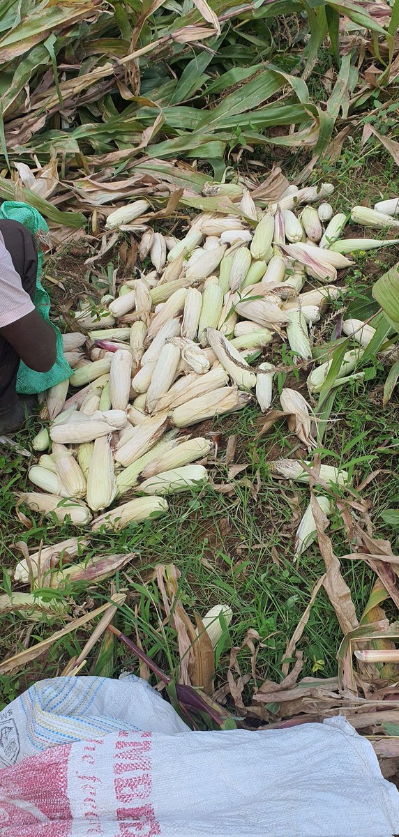 jacksotwister's tweet photo. On today's installment of #Ushamba
We harvest maize
On the cards today
#MaizeOfBurnt
#BoiledMaize
#Githeri
#OnlyLegendsUnderstand https://t.co/9p76k1WiHg