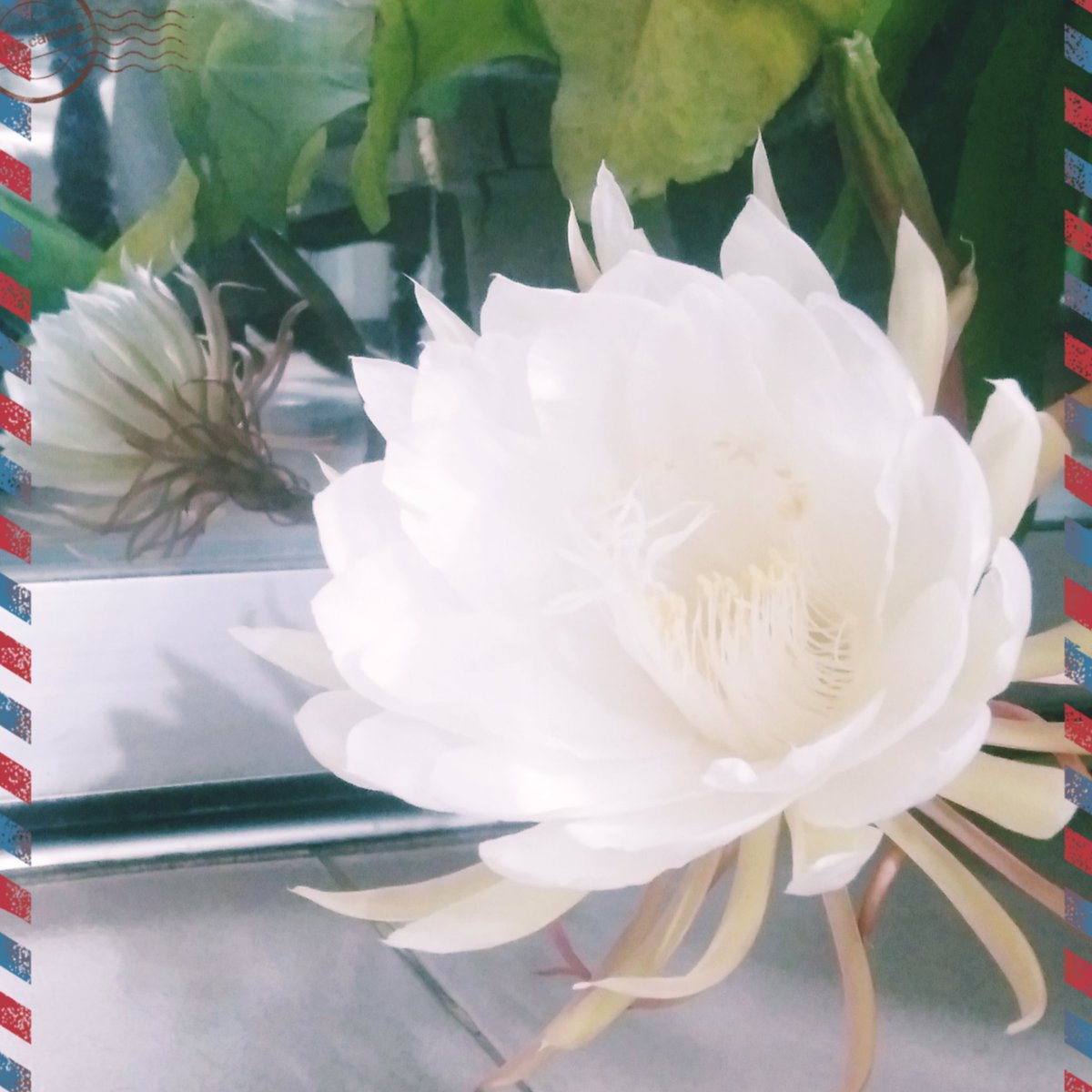m19809876's tweet photo. ফুলের জীবন বড়োই করুণ। অধিকাংশ ফুল অগোচরেই ঝ’রে যায়, আর বাকিগুলো ঝোলে শয়তানের গলায়।
— হুমায়ূন আজাদ https://t.co/aNw00APaOK