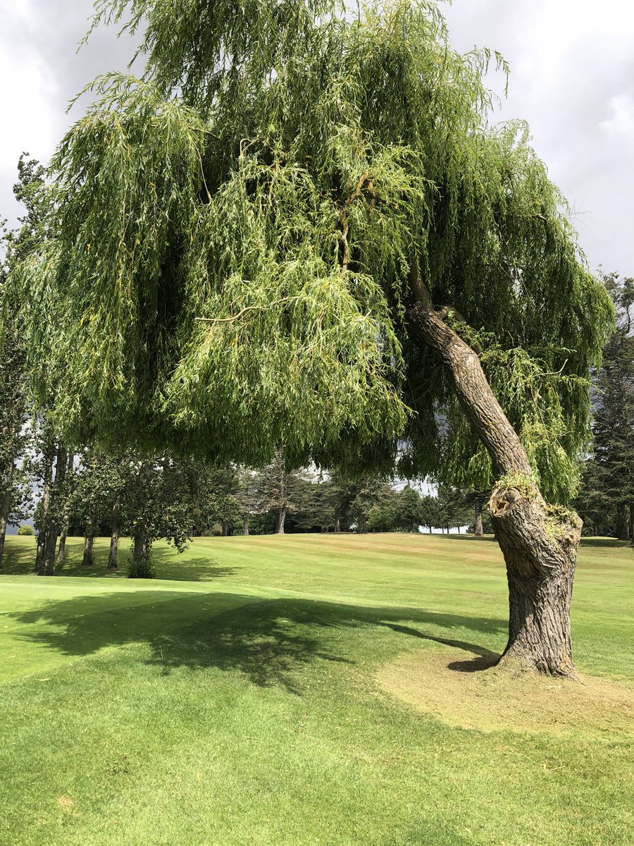 Miles_gkeeper's tweet photo. Lots of willow tree “Bob style” trimming today at 16th and 17th. Looking good! 😎  #greenkeepers #willowtrees #sthil #bob #ashfordkentgolfclub https://t.co/zHup6t8ZMm
