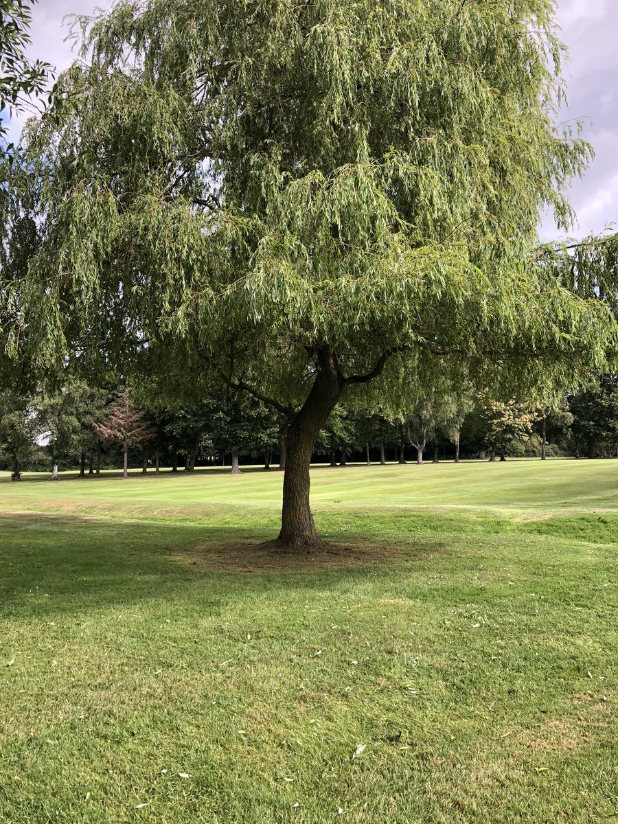 Miles_gkeeper's tweet photo. Lots of willow tree “Bob style” trimming today at 16th and 17th. Looking good! 😎  #greenkeepers #willowtrees #sthil #bob #ashfordkentgolfclub https://t.co/zHup6t8ZMm