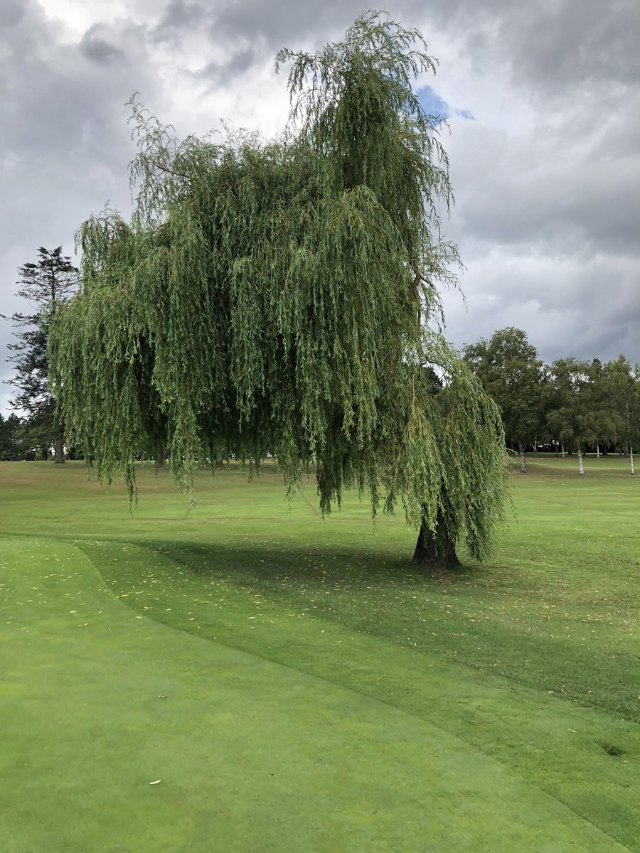 Miles_gkeeper's tweet photo. Lots of willow tree “Bob style” trimming today at 16th and 17th. Looking good! 😎  #greenkeepers #willowtrees #sthil #bob #ashfordkentgolfclub https://t.co/zHup6t8ZMm
