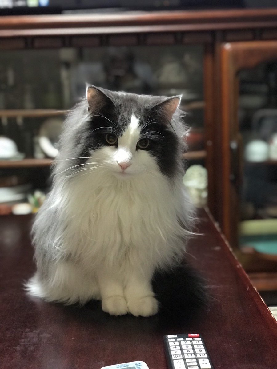 既出だけどエントリーしてもいーよね…(バカ親)

#猫イケメングランプリ