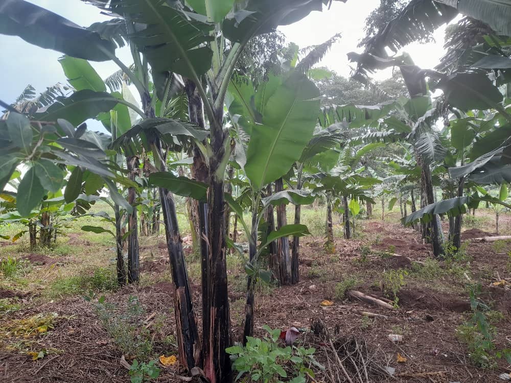 Bananas generally thrive in slightly acidic to neutral soils with a PH range of 5.6 to 7.5. #SoilTesting to ensure the appropriate PH levels is key for optimal nutrient availability of banana plants. 

#SoilFertility