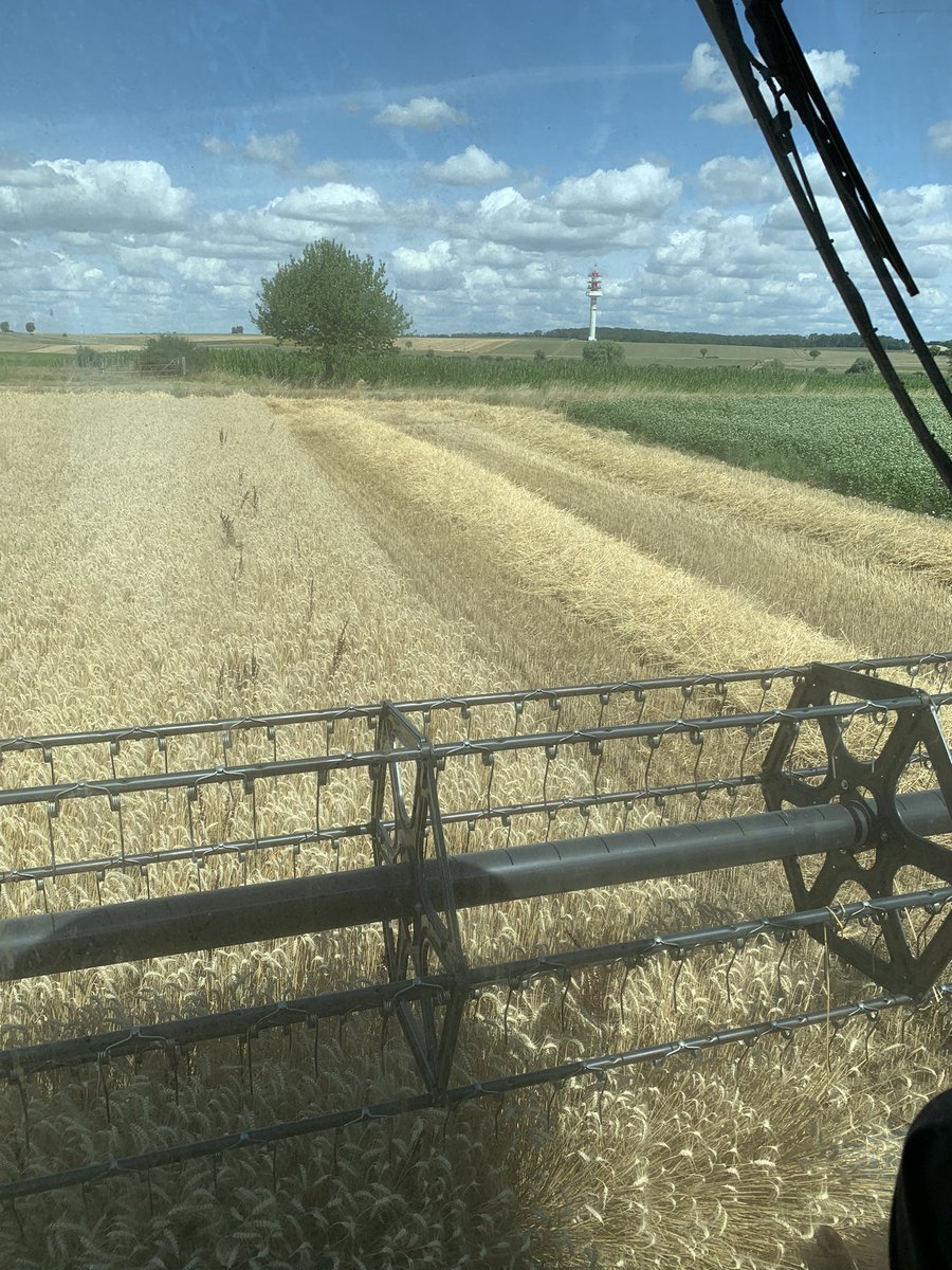 LCorsyn's tweet image. Début de moisson chez nous ! 🌾

#blé #bio #FrAgTw