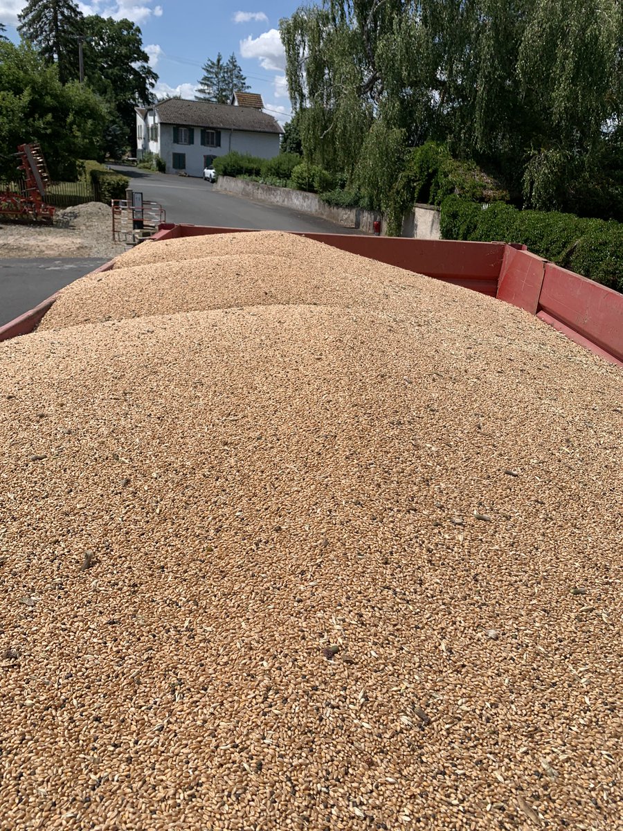 LCorsyn's tweet image. Début de moisson chez nous ! 🌾

#blé #bio #FrAgTw