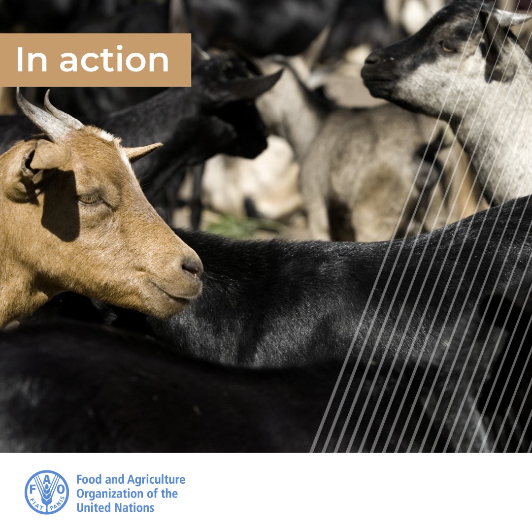 FAOLivestock's tweet photo. 🎯Strategic interventions
💉Risk-based vaccination
🔎Rigorous evaluation

Learn more about North Africa's regional strategy to step up the fight against
🐐
#PestedesPetitsRuminants
(PPR).

👀👇
https://t.co/DT6MCoHme2 https://t.co/J3NED58xiU
