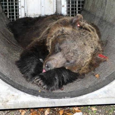 choquei's tweet photo. 🚨MUNDO: Após protestos, Tribunal da Itália decide não sacrificar ursa que matou corredor. Gaia é mãe de 3 filhotes e atacou o homem para defender os pequenos. https://t.co/yWu81GlkfL