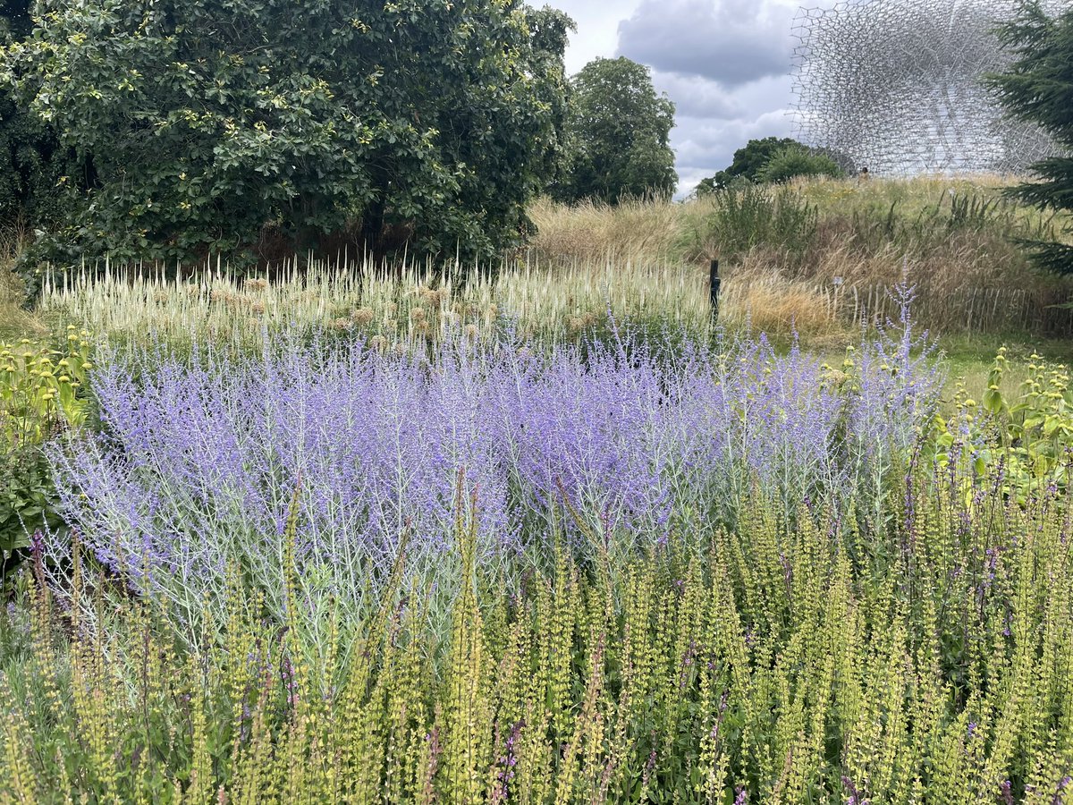 #PurpleHaze <a href="/kewgardens/">KewGardens</a> today