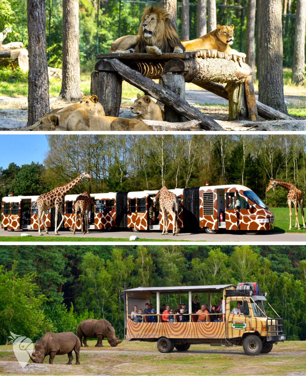 Ihr müsst gar nicht nach Berlin, um Löwen zu sehen 🦁
▶️ Safari-Urlaub mitten in Deutschland! 2 Nächte im 4*S Hotel in Niedersachsen für 144€ p.P. mit Eintritt in den Serengeti Park &amp; Abendessen GESCHENKT! 
👉l.urlaubspiraten.de/uex4T
#löwe #berlin #serengetipark