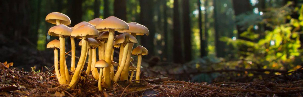 🍄 Medicinal Mushrooms - Everything you need to know and where to purchase them with our 20% discount and 25% off our summer essential CBDSKIN 🍄 - mailchi.mp/97de502cd0e1/m…