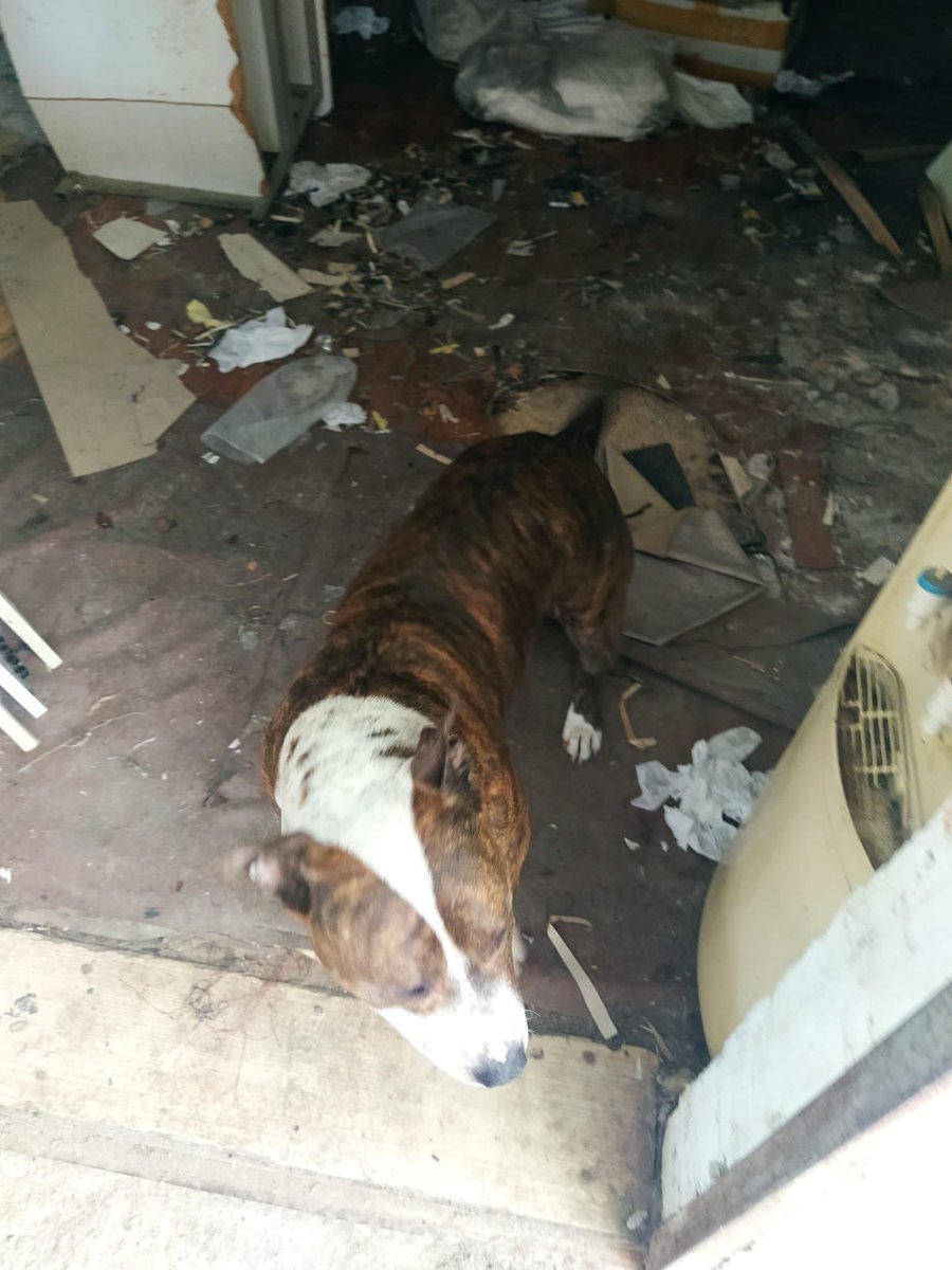 Merhaba, çok kötü şartlarda bakılan bu çocuğu artık ailesi hiçbir şekilde istemiyor. Bu ay sonuna kadar yuva çıkmazsa eğer barınağa verilecek. Çok akıllı, sakin ve oyuncu bir karakteri var.   acil yuva bulabilir miyiz hep birlikte?