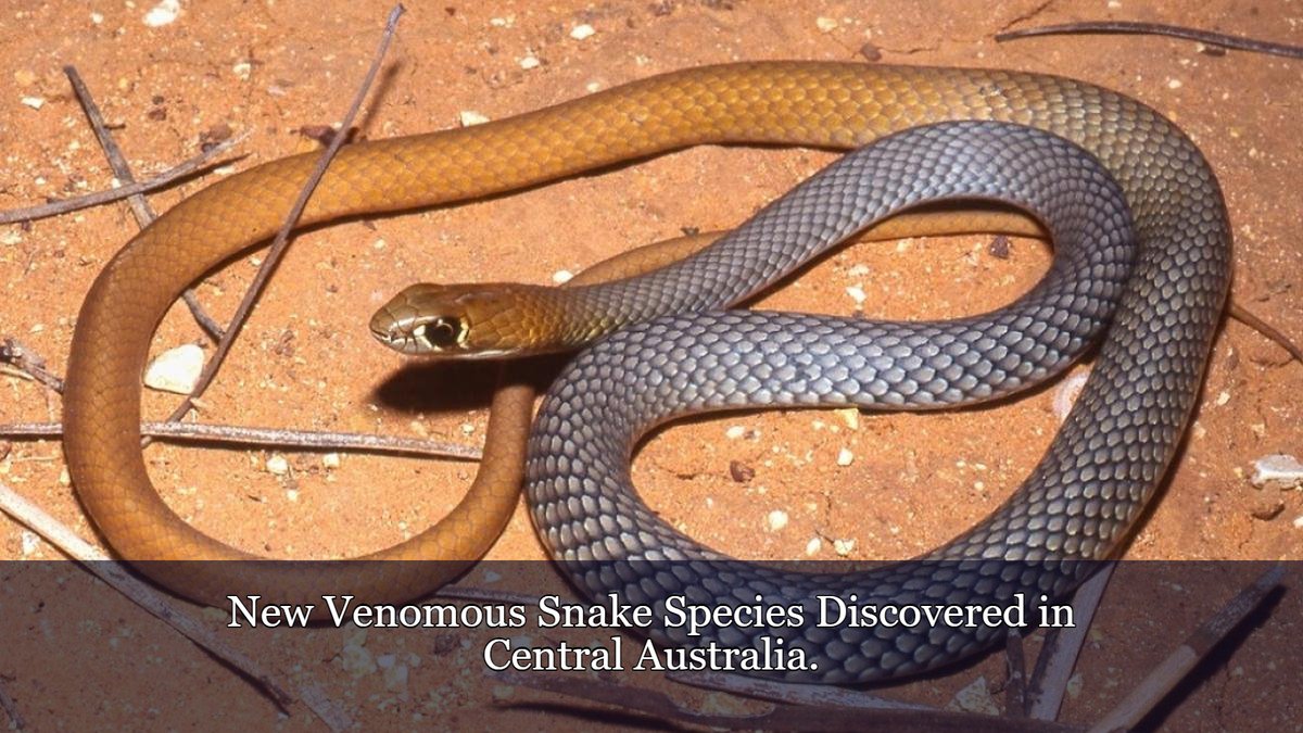 New Venomous Snake Species Discovered in Central Australia.

#NewSnakeSpecies #VenomousSnake #DesertWhipSnake #AustralianWildlife #GeneticResearch #Predator #Biodiversity