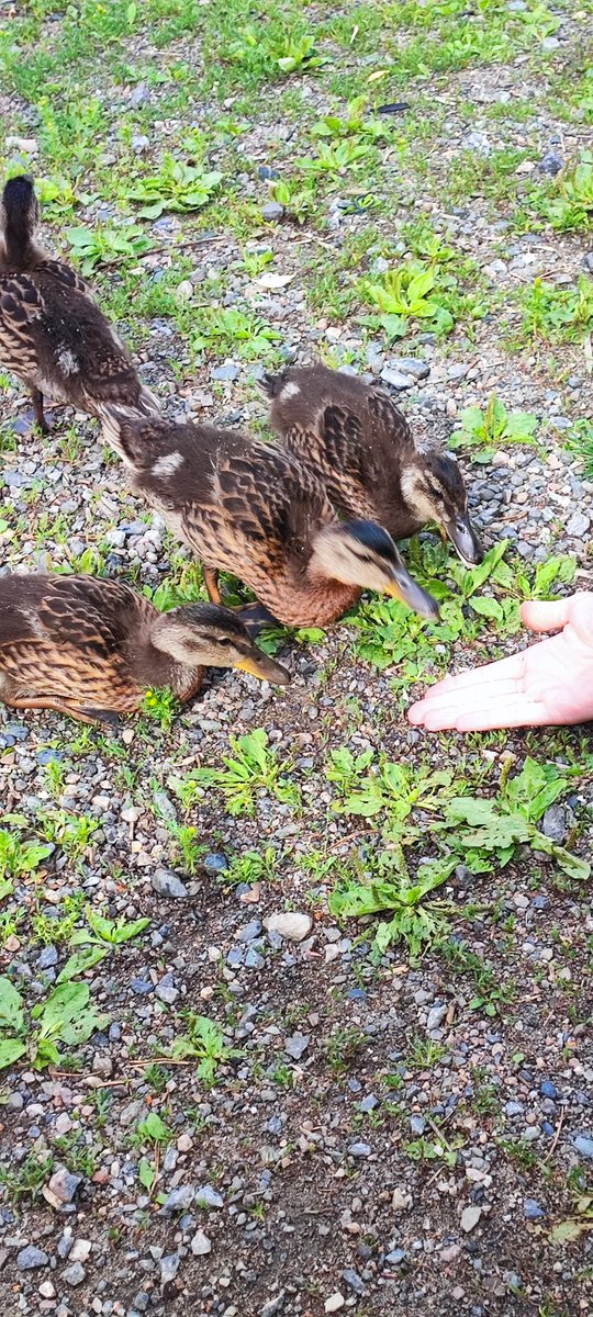 Pinkachuz's tweet photo. Hi.
I'am alive.
Me really into final fantasy 16 right now, and ducks.

For more of me you can follow me on instagram and all of the social media, the name is all the same everywhere.

I dont use Twitter and Twitch so much anymore 😥 https://t.co/i1XW75i1t1