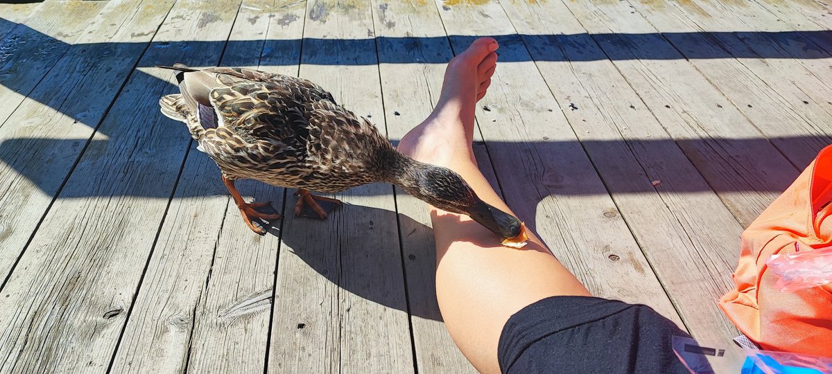 Pinkachuz's tweet photo. Hi.
I'am alive.
Me really into final fantasy 16 right now, and ducks.

For more of me you can follow me on instagram and all of the social media, the name is all the same everywhere.

I dont use Twitter and Twitch so much anymore 😥 https://t.co/i1XW75i1t1