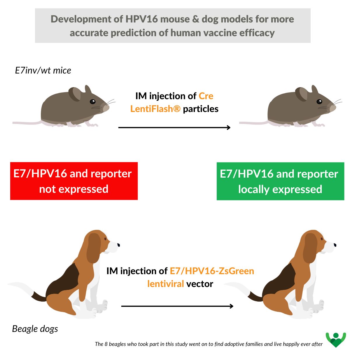 This study tested 2 complementary approaches using mice and dogs, focusing on #HPV16.

The results show that #vaccine candidates don't induce a strong immune response, highlighting the need for more relevant #preclinical animal models.

🔎lnkd.in/eJxCF_9H

 #immunotherapy