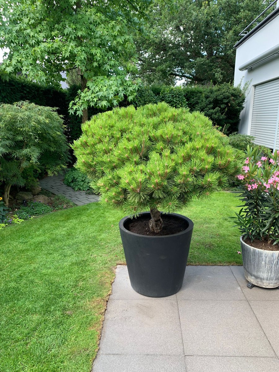 Satoshi war wieder fleißig und hat ein weiteres Projekt abgeschlossen.🌳🌿 Proof of Work 💪🏼
#pinien #pflanzen #bäume #topfpflanzen #Bonsai #garten #gartenlust #meinschönergarten #terrasse #balkon #palmen #haus #baumschule #gartendeko #olivenbaum #gartengestaltung