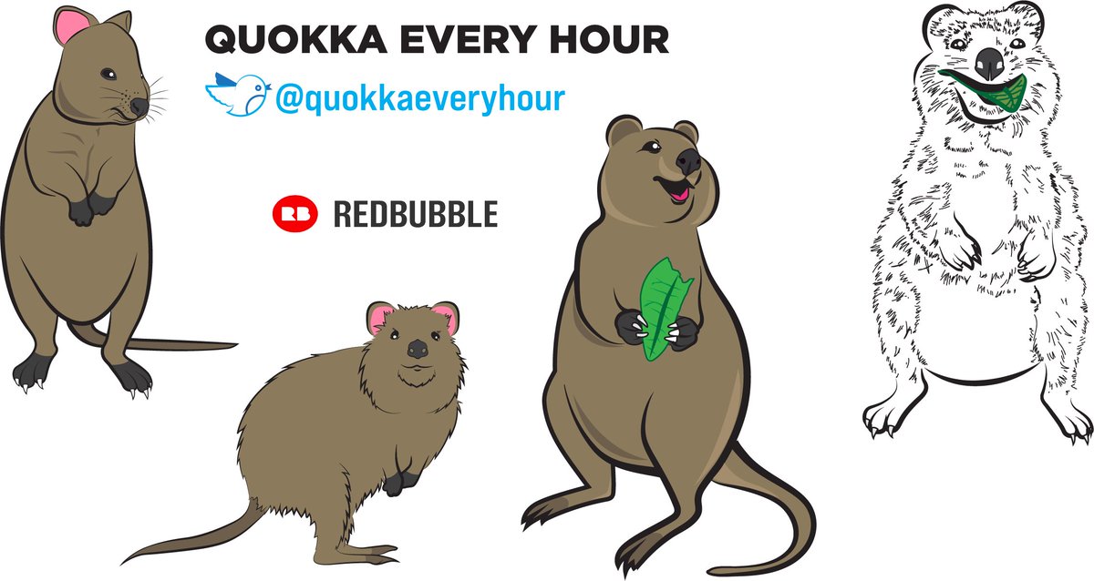 Quokka Every Hour (@quokkaeveryhour) on Twitter photo 
